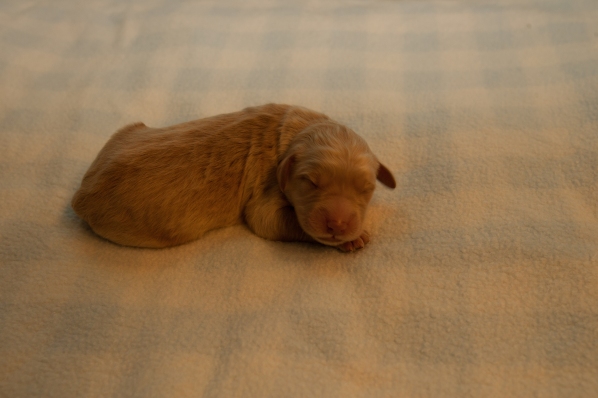 Newborn Goldendoodle Puppy