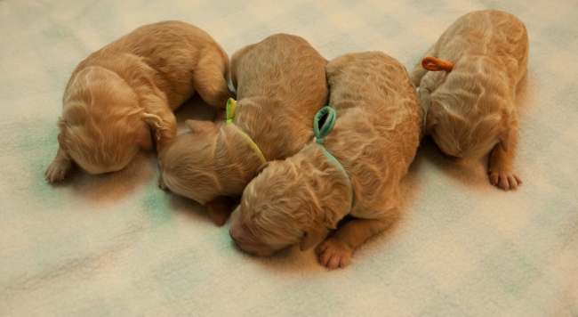 Newborn Goldendoodle Puppies